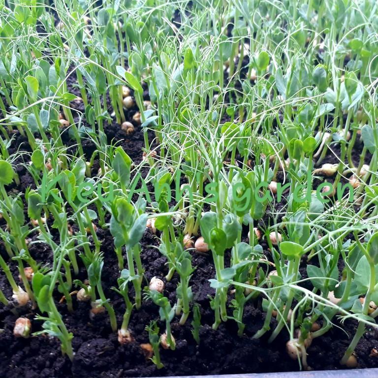Hạt giống đậu hà lan Rado, đóng gói 20gr