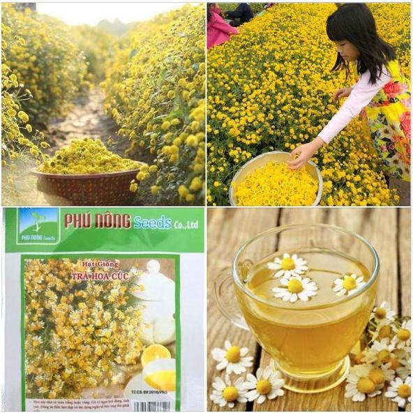 Hạt giống cây trà hoa cúc phú nông-1 gói 3 gram