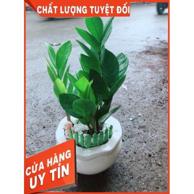 Chậu Kim Tiền Thái