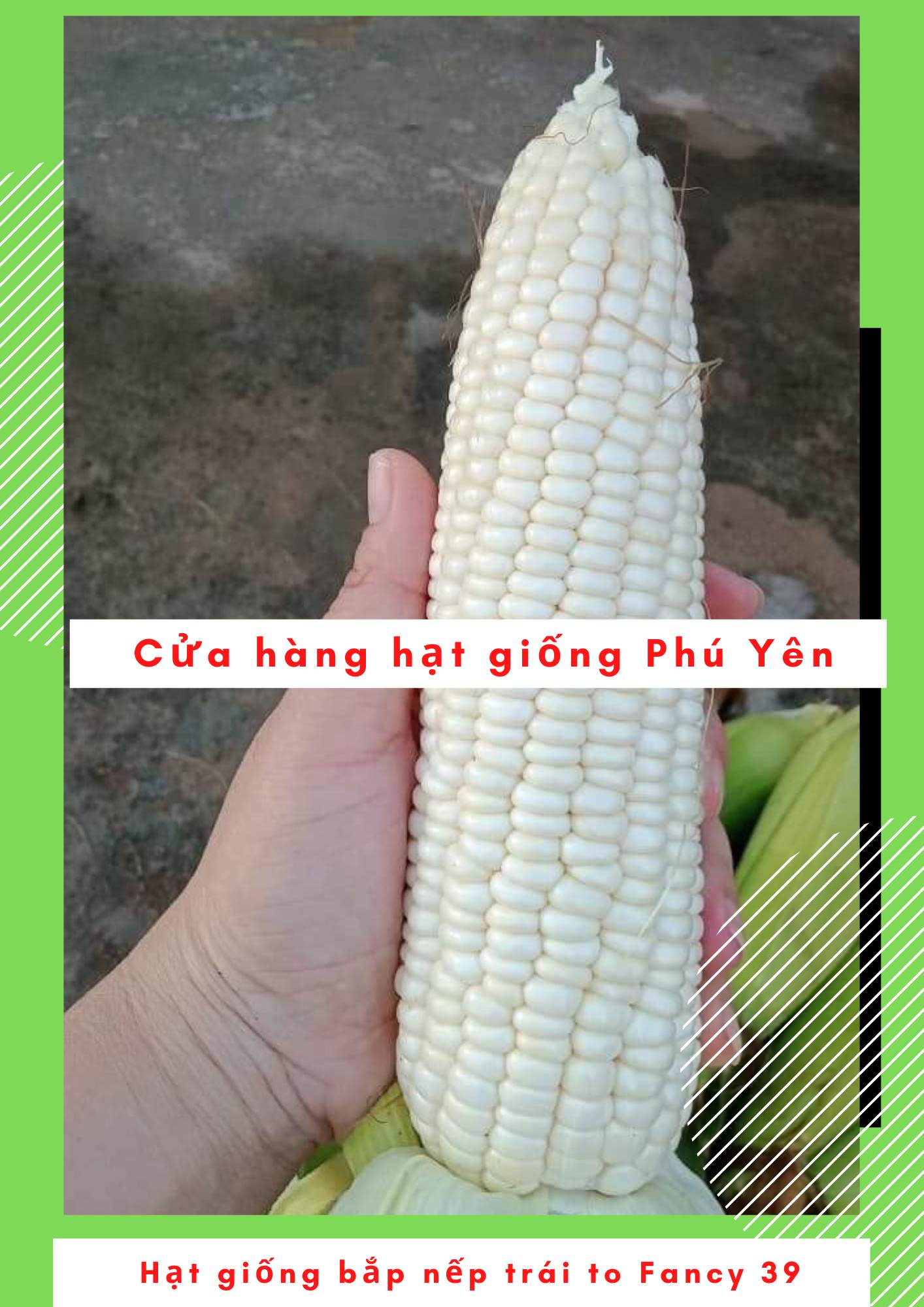 2kg Hạt giống bắp nếp Thái Lan Fancy 39 to tặng hạt giống ngô nếp tím