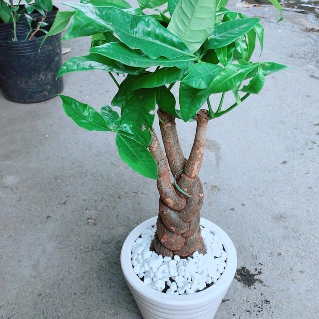 Chậu Kim Ngân 3 Thân Thắt Bính