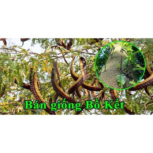 CHẬU CÂY GIỐNG CÂY BỒ KẾT
