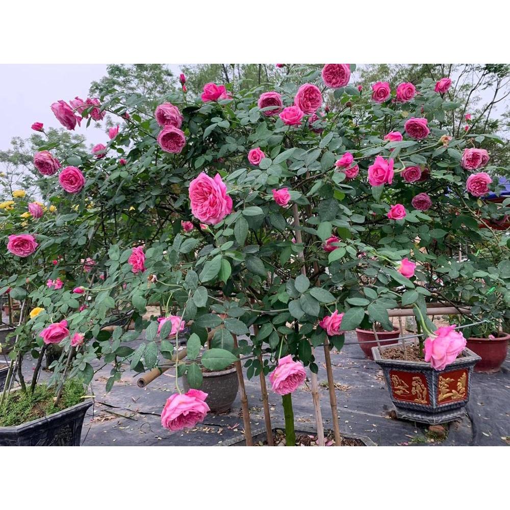 Hoa hồng SaPa nguyên bản- bầu to cây lớn trưởng thành