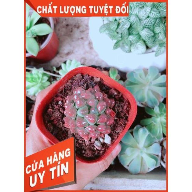 Kim Cương