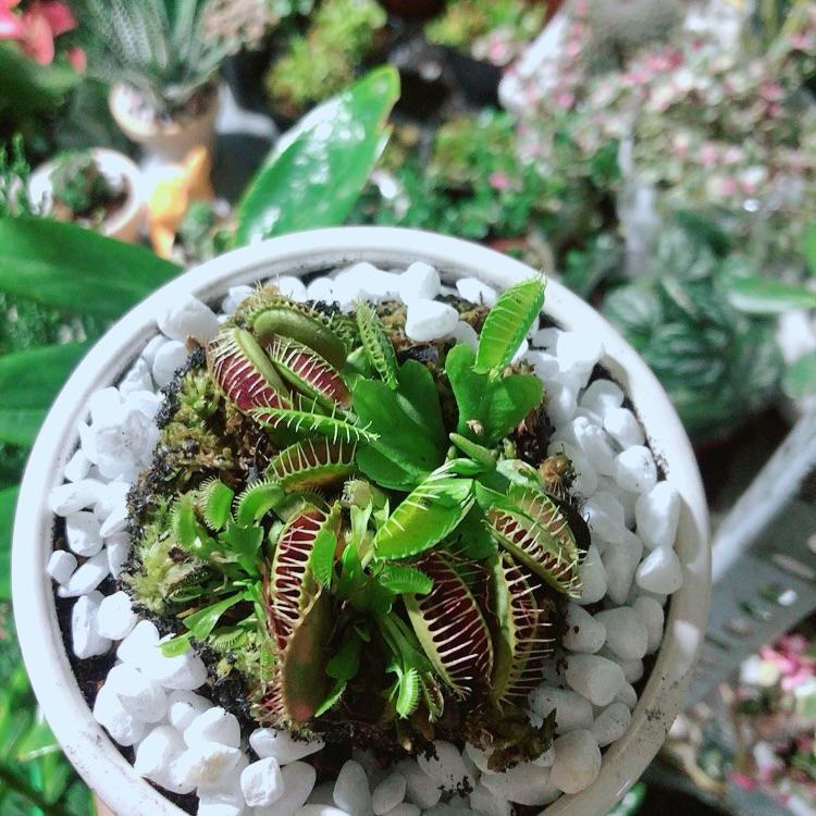 Chậu cây Bắt Mồi