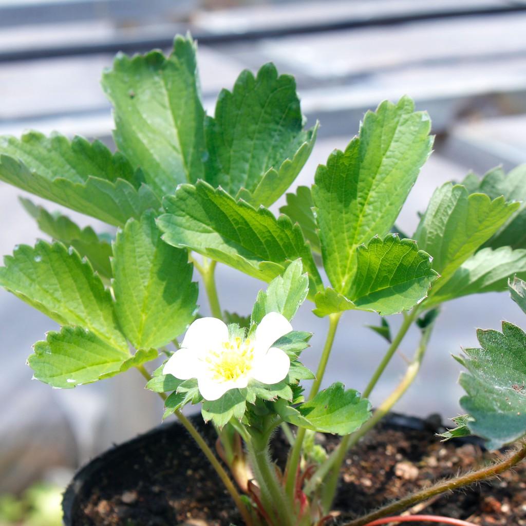 Dịch chuối lên men BigFarm đậm đặc kích chồi, ra hoa đậu trái, cho hoa hồng, hoa lan loại 1 lít