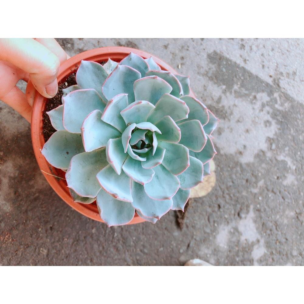 Chậu Sen Đá Hồng Phấn Lớn