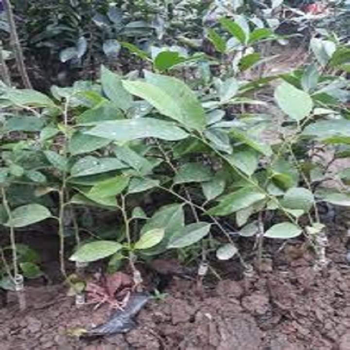 Cây giống NA SỪNG NAM Mỹ GIỐNG F1