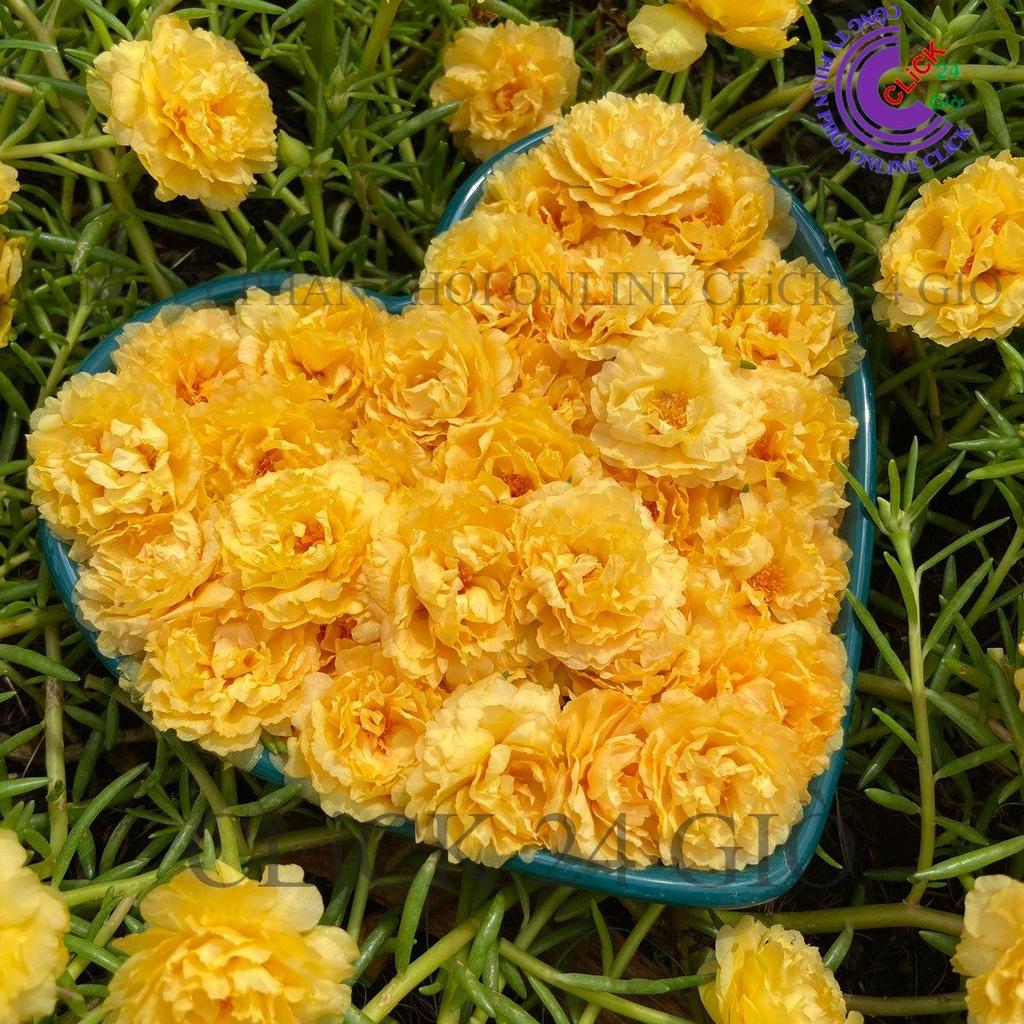 2 Cành Hoa Mười Giờ Thái Kép Nhiều Màu Cho Người Sưu Tầm Bộ Sưu Tập 30 Màu Hoa Mười Giờ Bonsai & Phụ Kiện