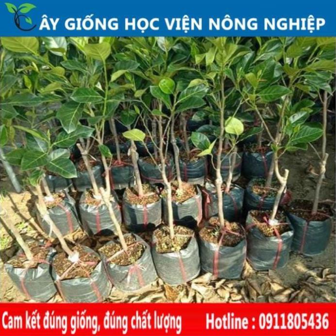 Sản phẩm Cây Ăn Trái cây giống mít thái ruột đỏ