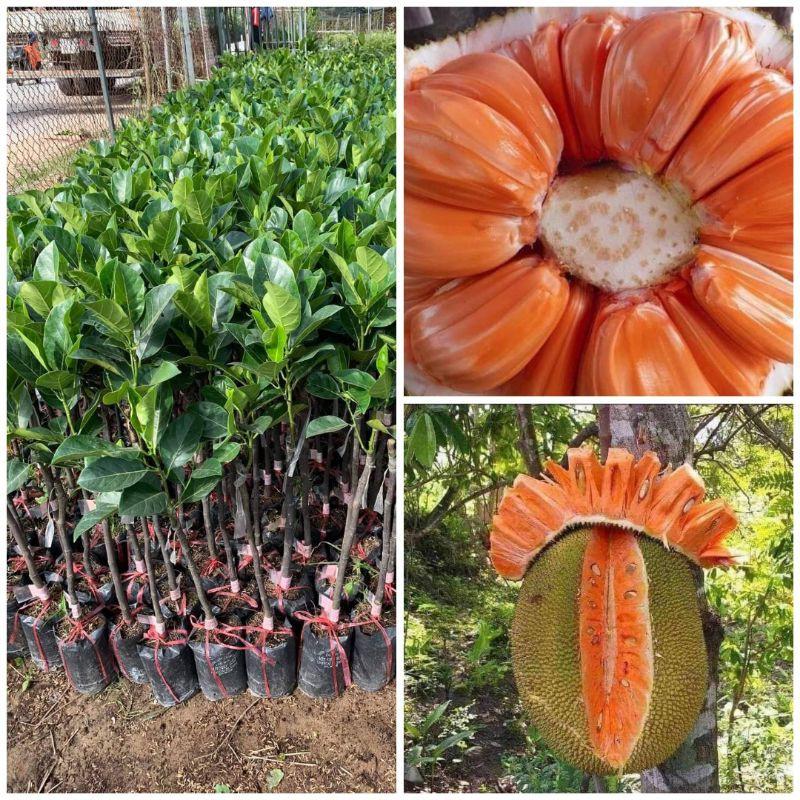 CÂY GIỐNG Mít ruột đỏ sơ đỏ Malaysia nhập khẩu