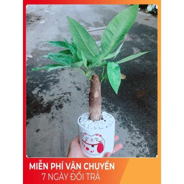 Chậu Kim Ngân 1 Thân