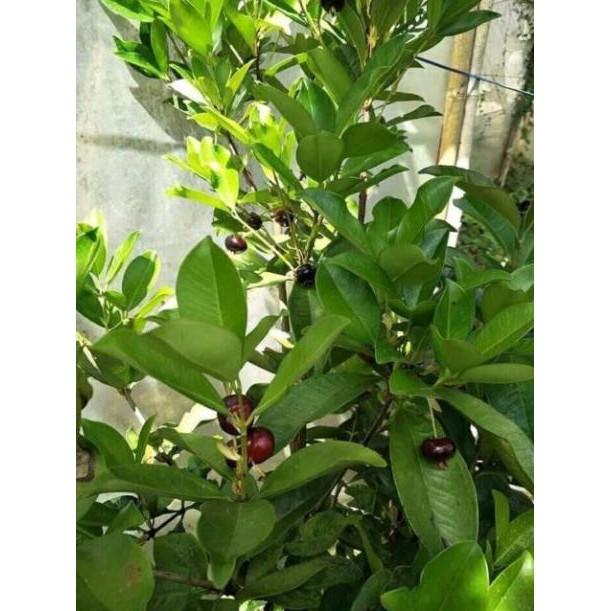 Sản phẩm CÂY GIỐNG CHERRY BRAZIL