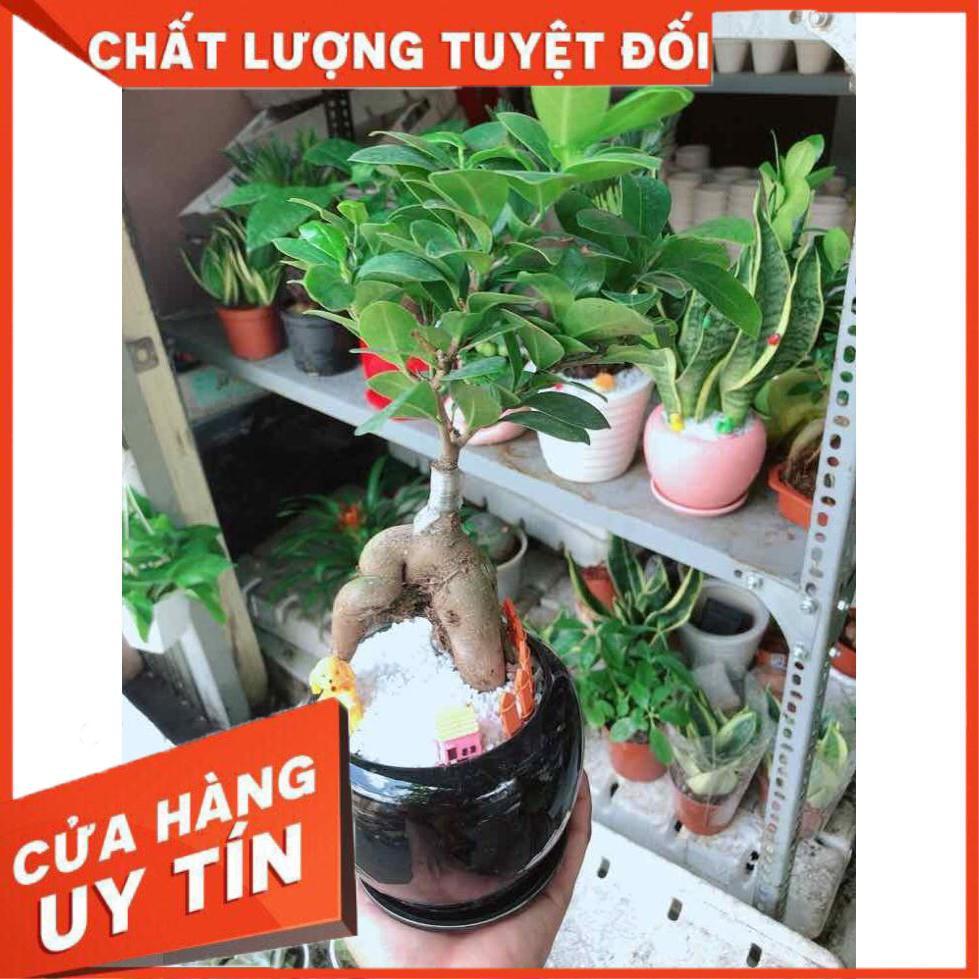 Chậu cây si bonsai Nhiều Người Mua