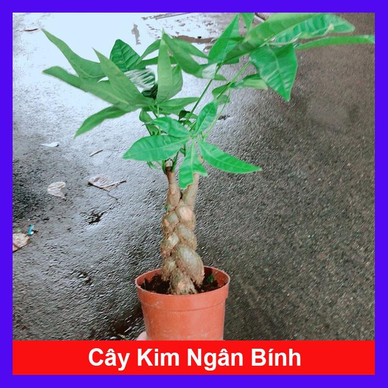 Cây Kim Ngân Bính - Cây cảnh phong thủy May Mắn + Tặng phân bón cho cây mau lớn