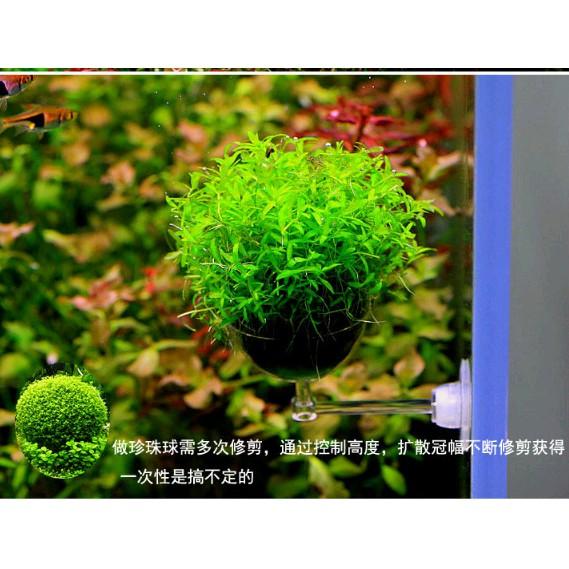 Đĩa cho tép ăn có hít - Cốc trồng cây thủy sinh - - Cốc đựng phân nền - Hồ thủy sinh - bể cá cảnh