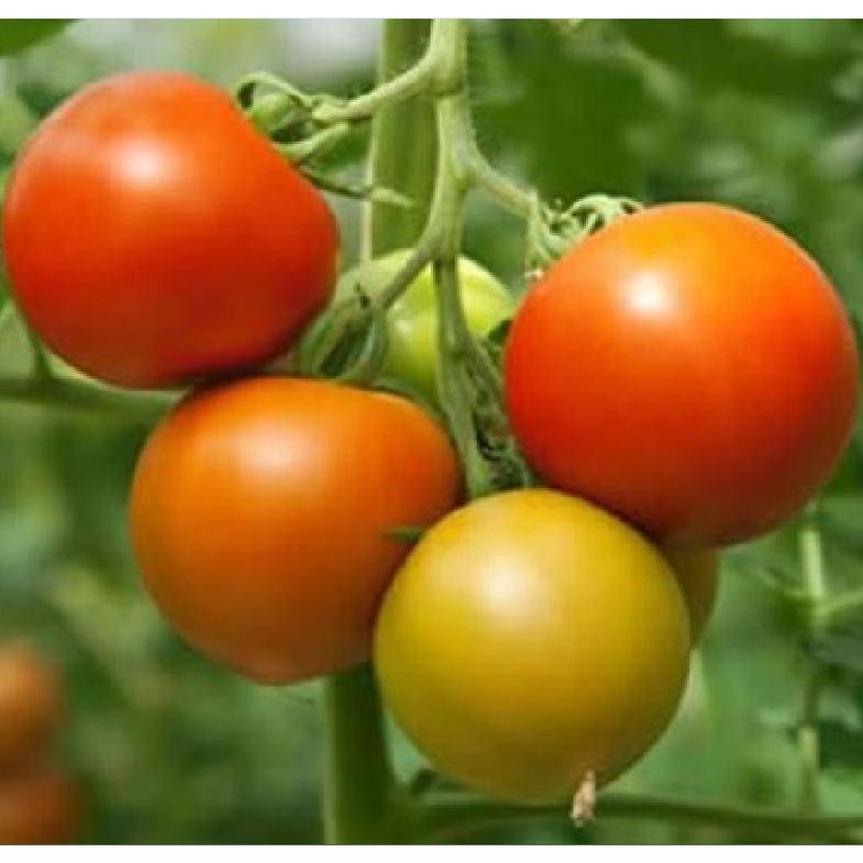 Hạt giống cà chua đỏ chịu nhiệtj Nhật - Gói 30 Hạt