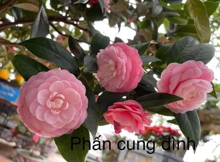Cây trà my hồng ( Trà my phấn cung đinh) cây cực đẹp, giống tốt, cam kết cây giống