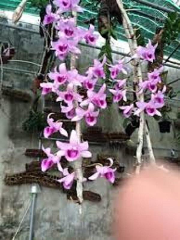 Phi điệp Lá Mít Tam Nguyên, Mít tam nguyên chia sẻ giống cho nhà vườn sưu tầm