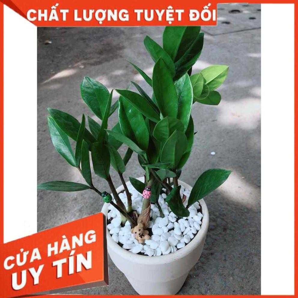 Chậu kim tiền thái Nhiều Người Mua