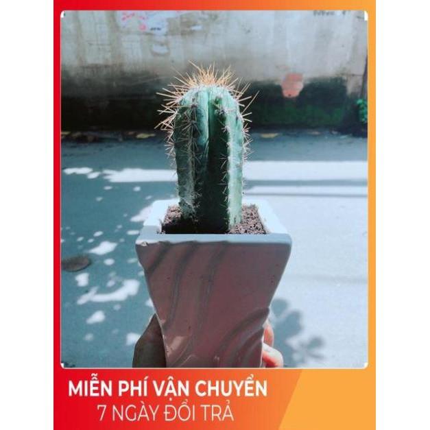 Xương Rồng Trụ