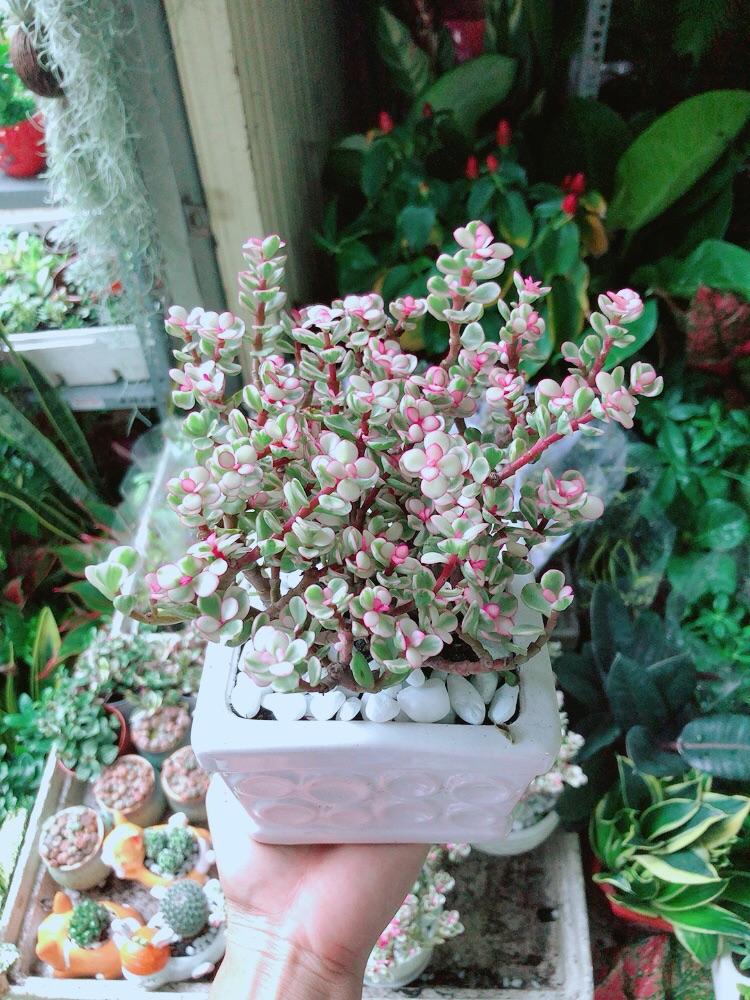 Chậu Cây Cành Vàng Lá Ngọc