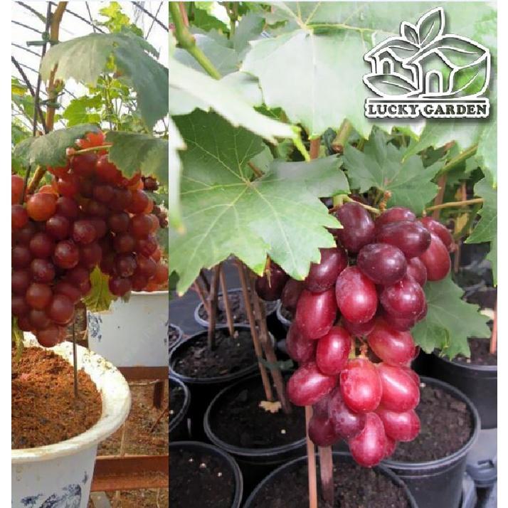 5 củ hoa ly lùn hoa màu hồng