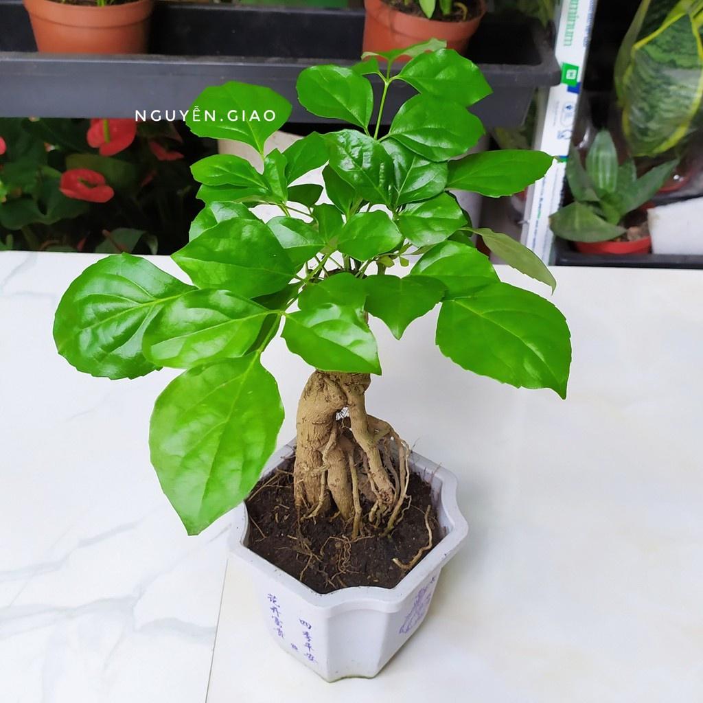 CÂY HẠNH PHÚC PHONG THỦY- cây bonsai mini để bàn