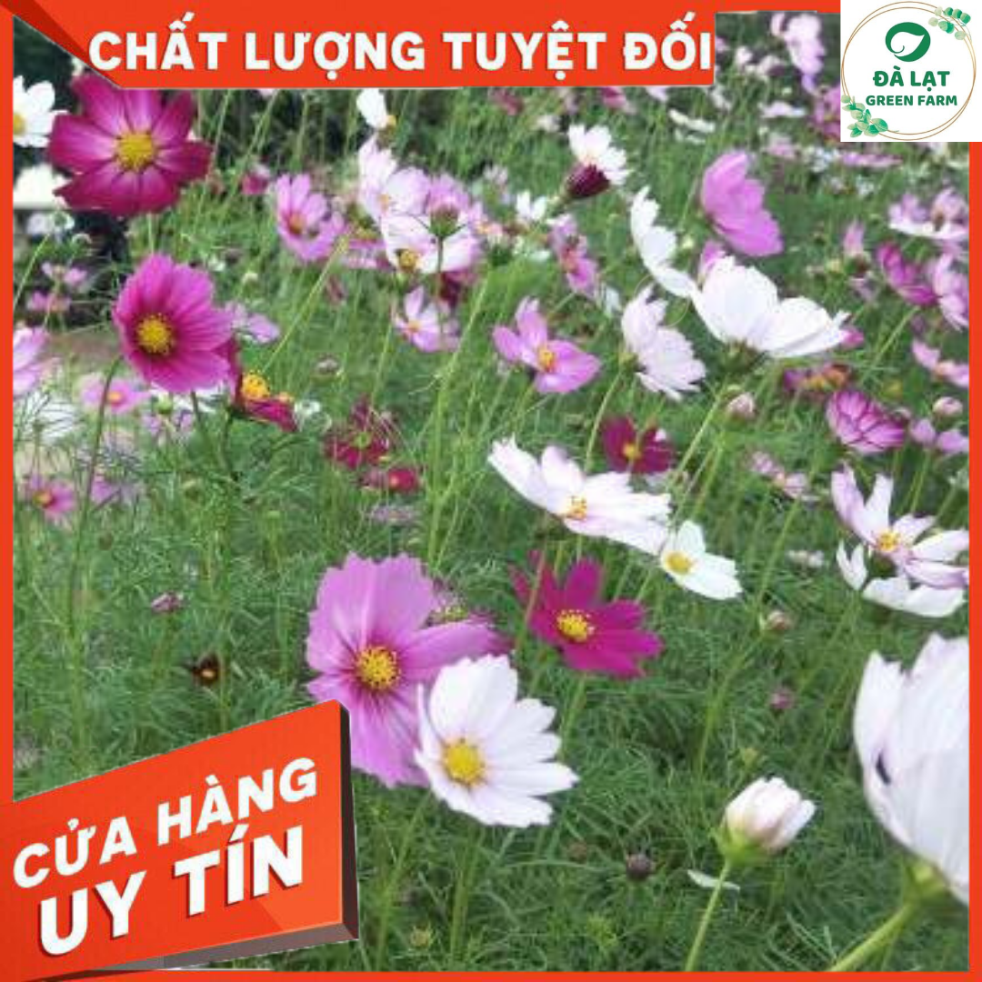 50H_HẠT GIỐNG HOA CÁNH BƯỚM/SAO NHÁI NHIỀU MÀU (NẢY MẦM SIÊU CHUẨN)