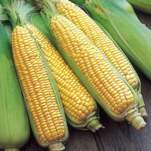 Gói 20g hạt giống bắp mĩ F1