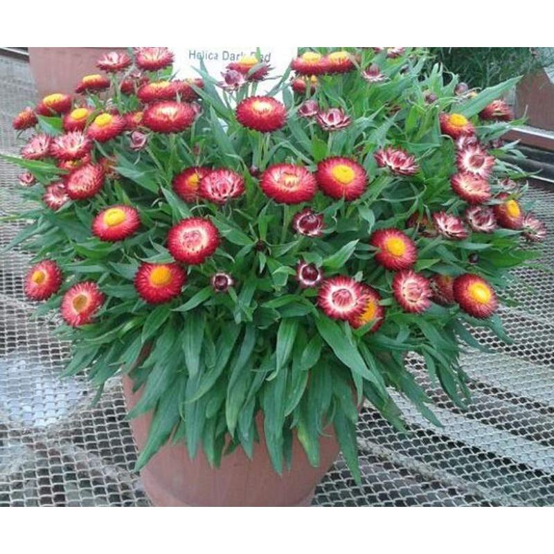 Hạt Giống Hoa Cúc Bất Tử Mix Nhiều Màu 100 Hạt