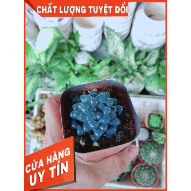 Kim Cương Xanh Dương