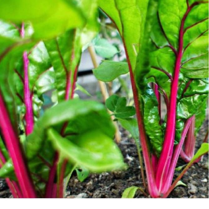 Combo 2 gói hạt giống rau cải cầu vồng-gói 2 gram/tặng kèm gói phân bón lót