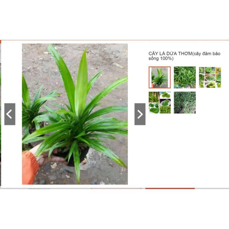 Sản phẩm Cây Ăn Trái cây giống viện nghiên cứu cây ăn quả