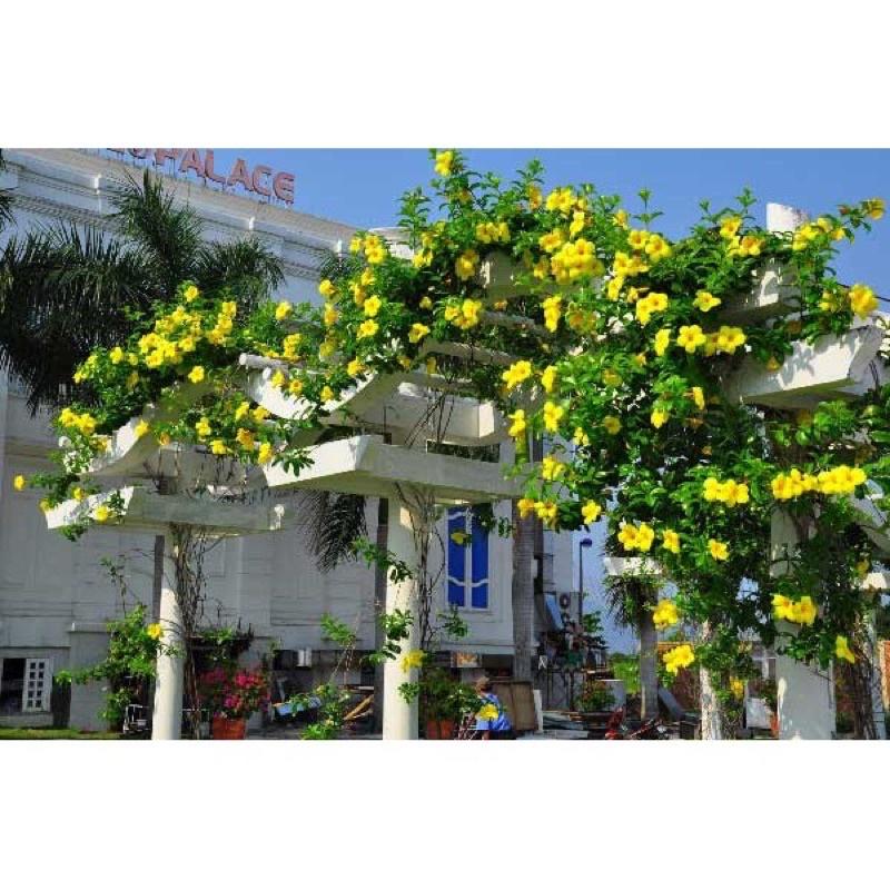 Cây huỳnh anh leo trồng trong bịch đen trang trí ban công sân vườn