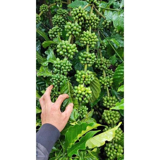 1 KG HẠT GIỐNG CÀ PHÊ VỐI CAO SẢN LÁ XOÀI  HẠT TUYỂN CHỌN  BAO NẢY MẦM.