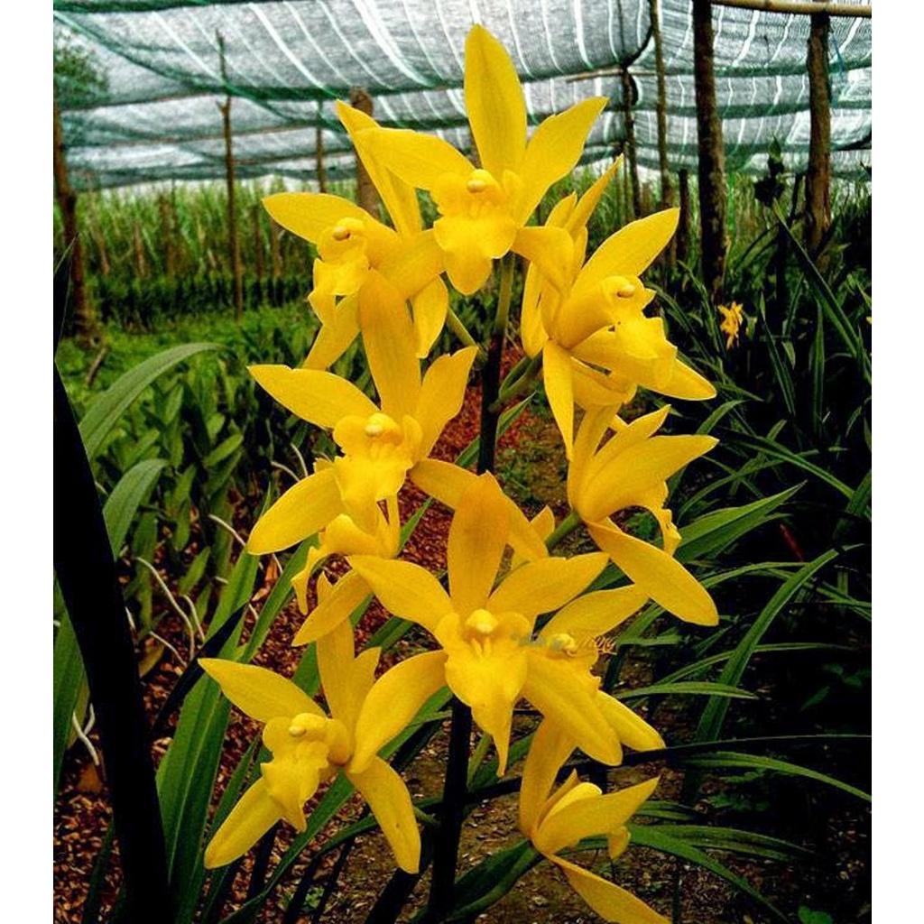 Đia lan hương cát cát cực thơm, hàng hoa tết, gửi nguyên chậu đi, hàng to đẹp - DLCCT