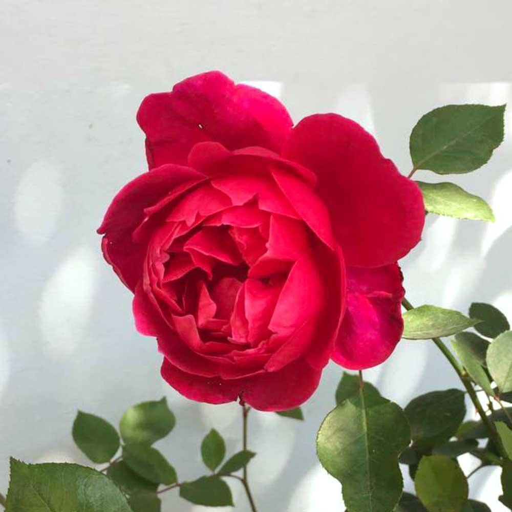 Cây hồng nhung cổ cao 35cm