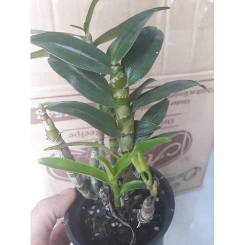 Hoa phong lan _ denro hồng phấn