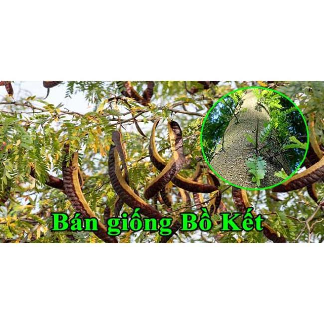 CHẬU CÂY GIỐNG CÂY BỒ KẾT + Tặng 01 cây dâu da đất