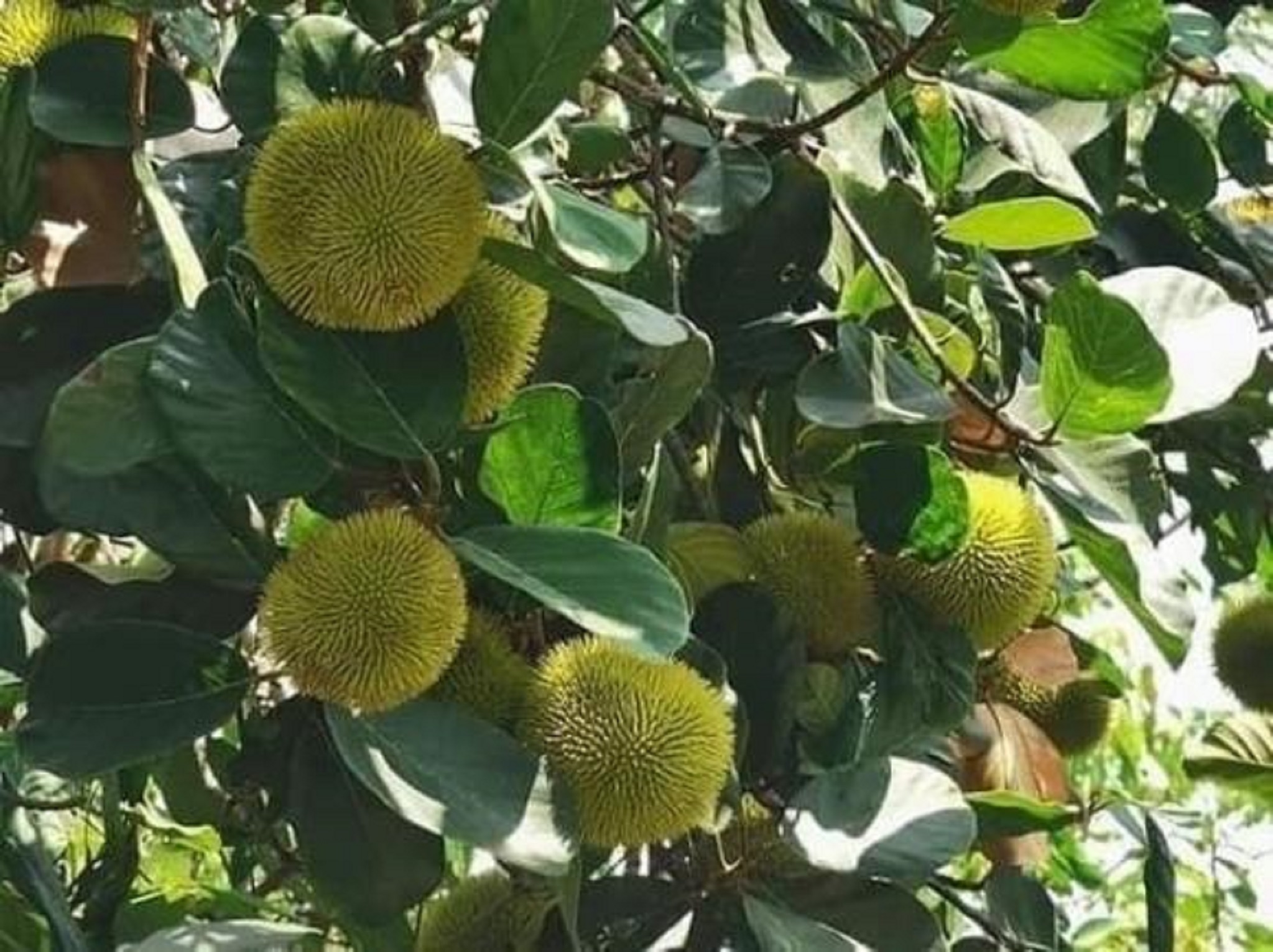 CÂY GIỐNG MÍT ẤN ĐỘ SIÊU TRÁI.