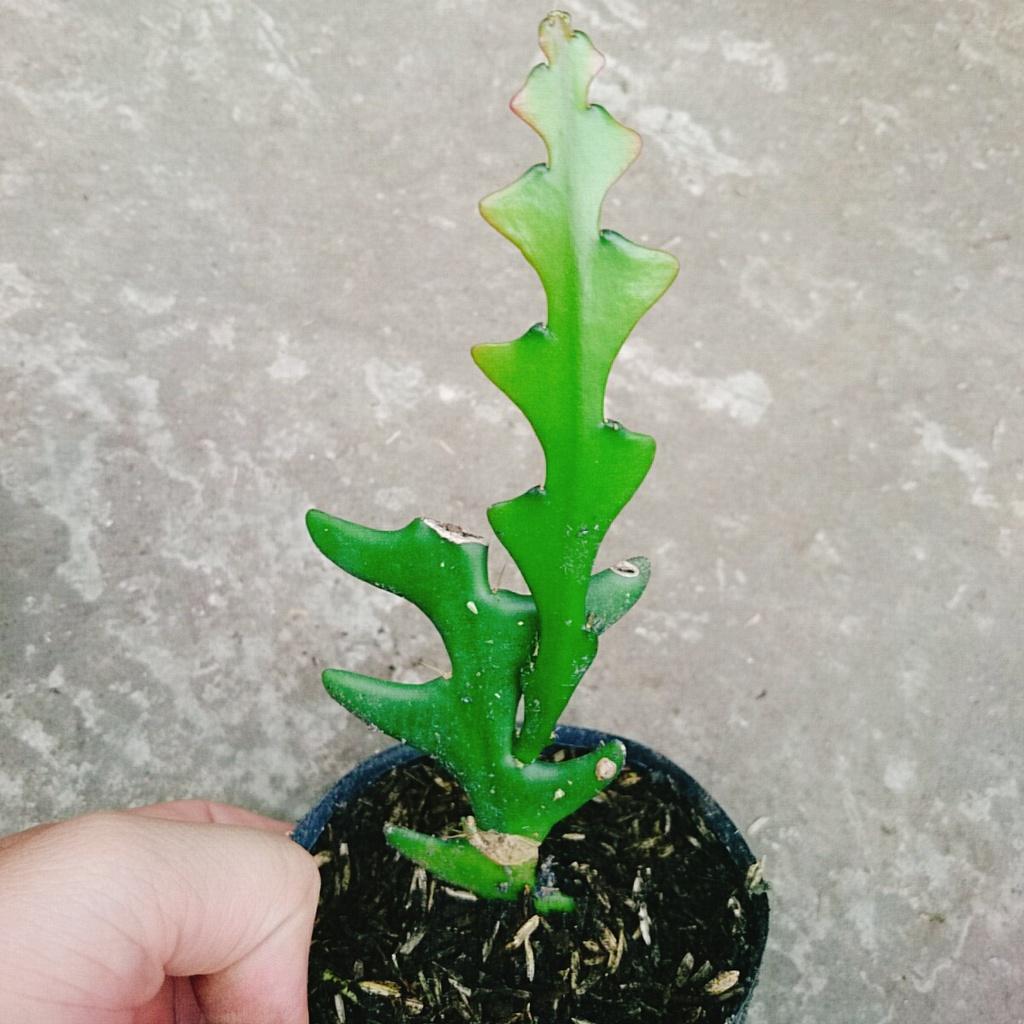 HOA NHẬT QUỲNH XƯƠNG CÁ - Hoa thơm nở quanh năm