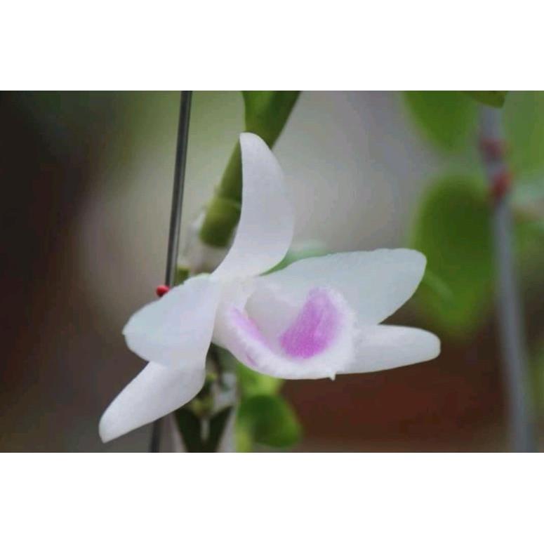 5ct Hải Dương gieo hạt