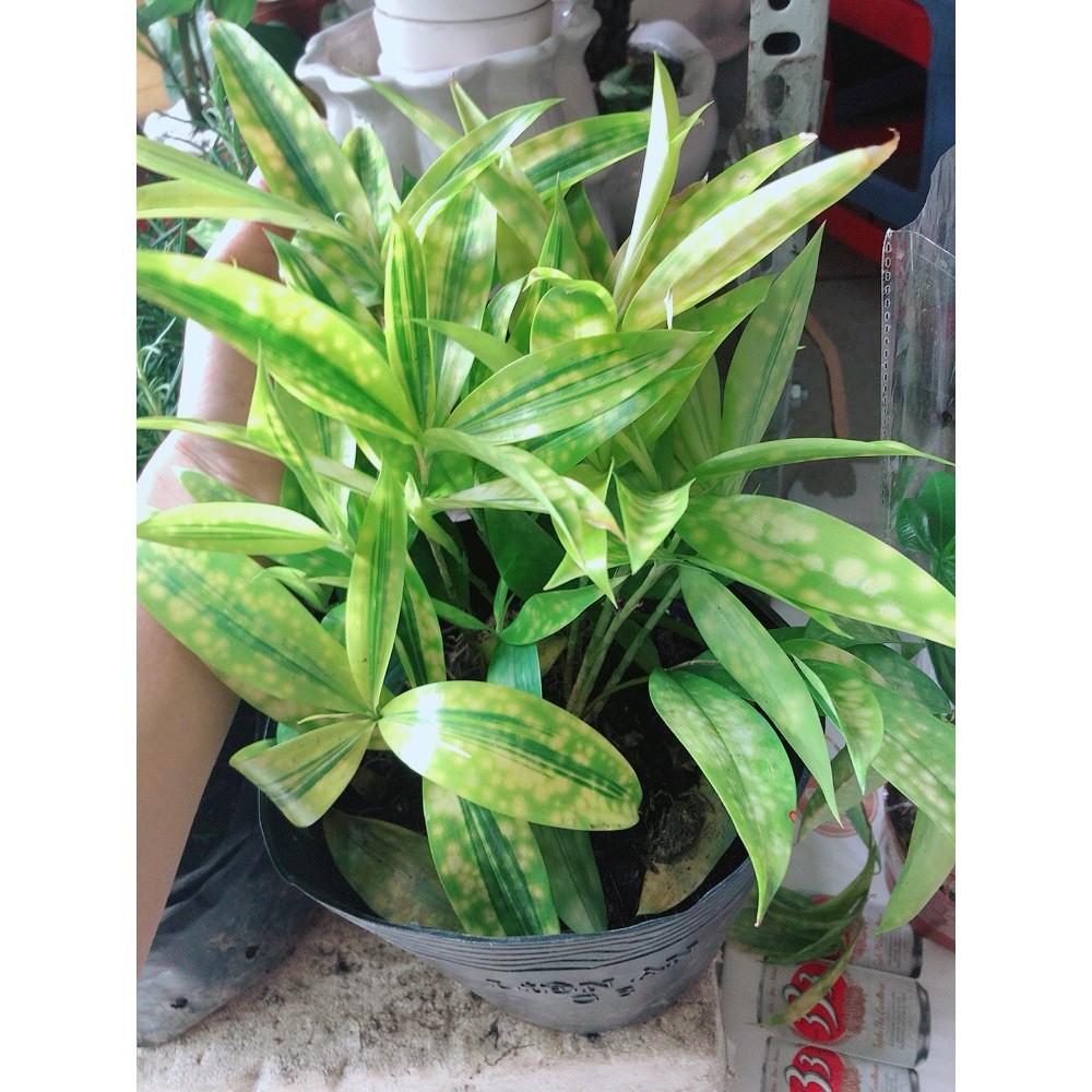 Cây Trúc Nữ Hoàng Hay Trúc Nhật