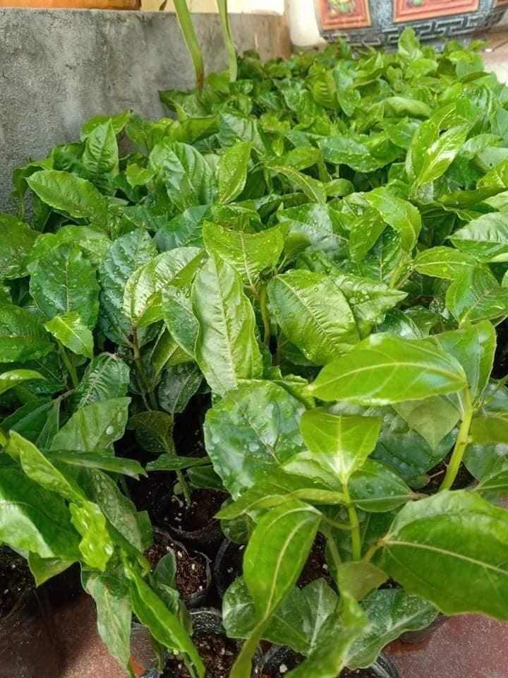 CÂY GIỐNG CÂY CHANH LEO CHUỐI NAM MỸ