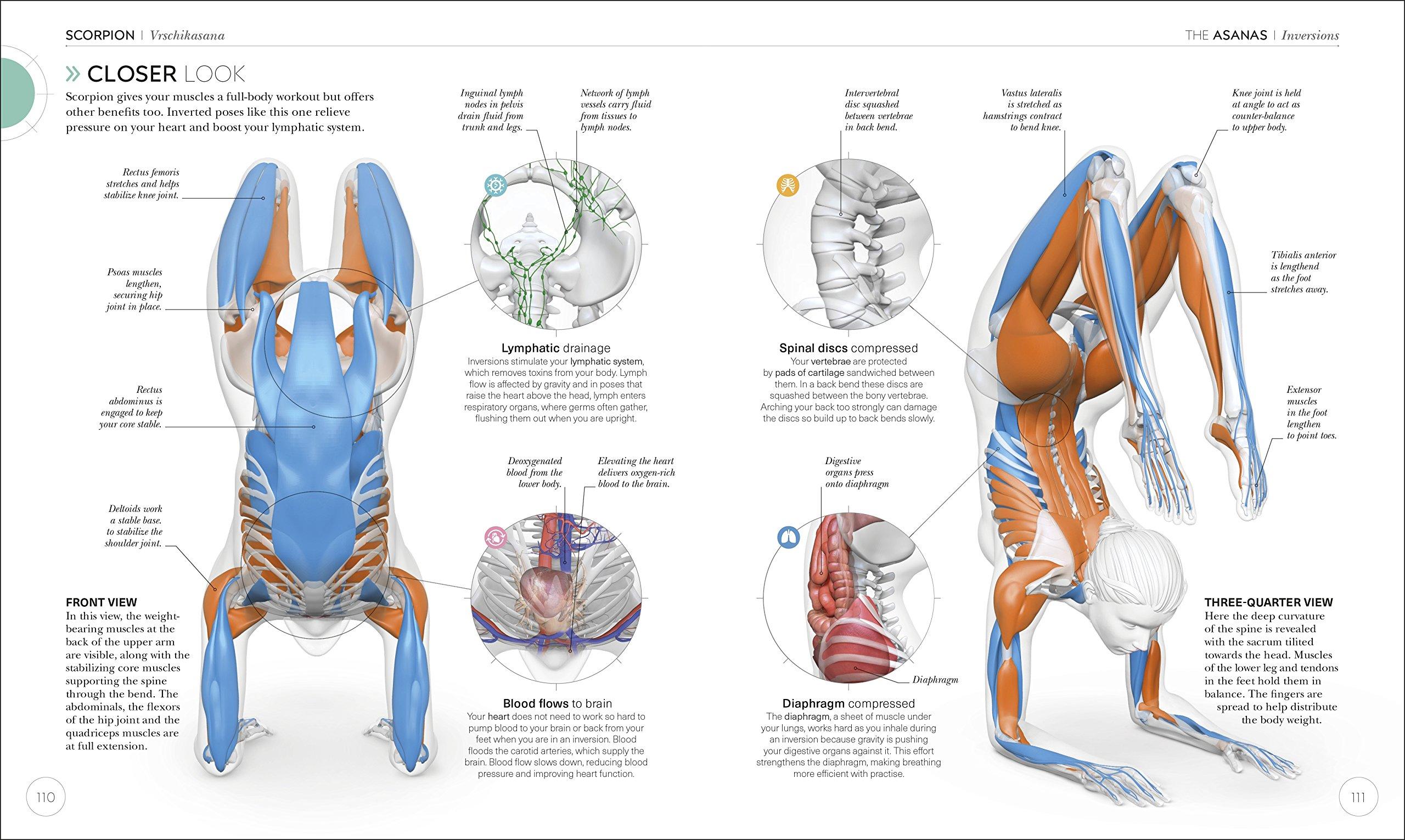 Science Of Yoga: Understand The Anatomy And Physiology To Perfect Your Practice