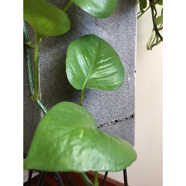 Chậu lục giác bằng đá tự nhiên trồng cây trong nhà KT C30x30x30