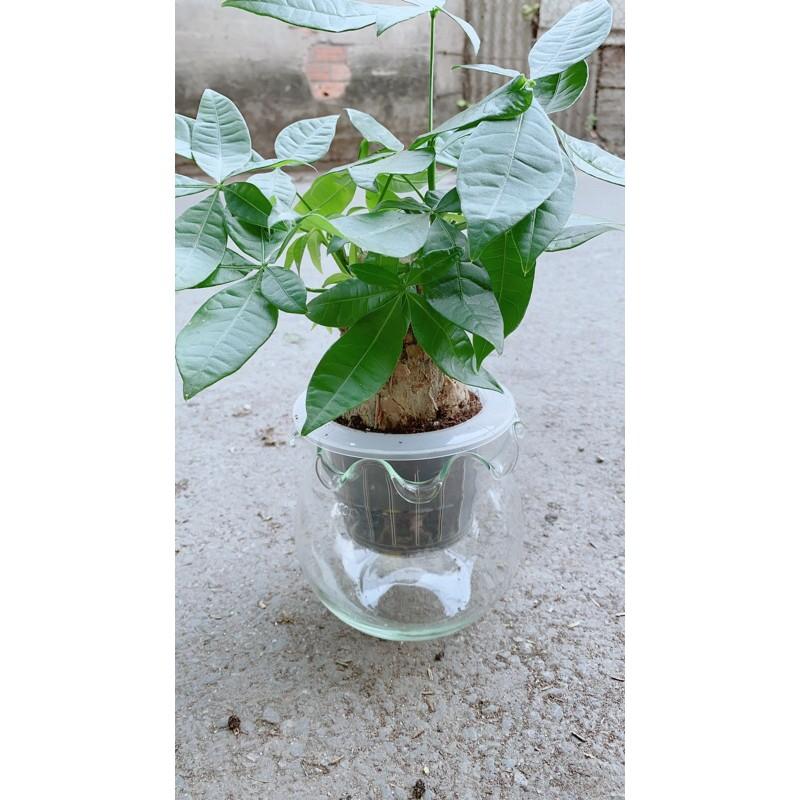 Chậu Kim Ngân Trồng Thuỷ Sinh