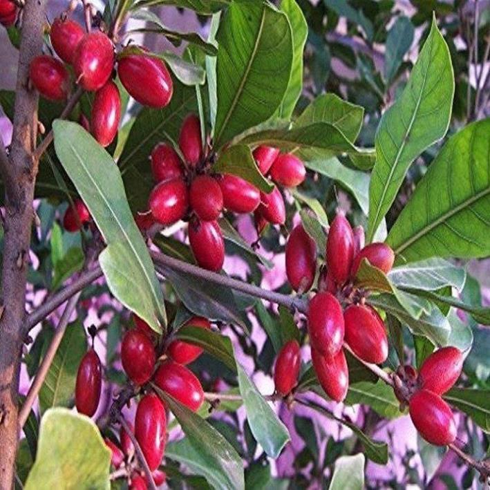 CÂY GIỐNG CÂY THẦN KỲ, CAM KẾT CHẤT LƯỢNG