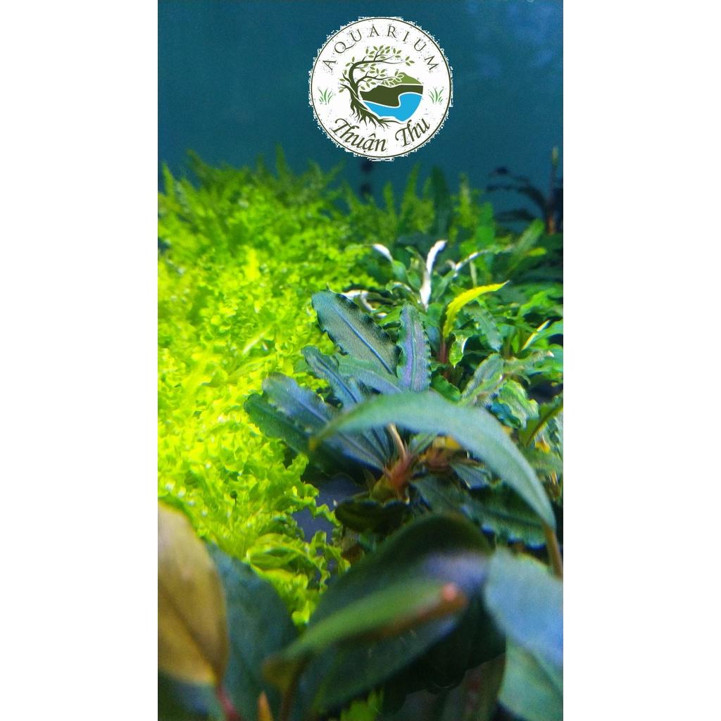 Cây Bucep Phalandra random lá răng cưa- Cây thủy sinh đẹp